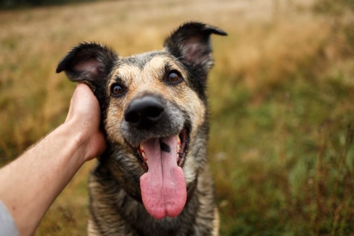 owner petting his dog