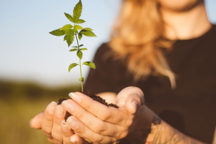 woman holding a hemp plant in her palms